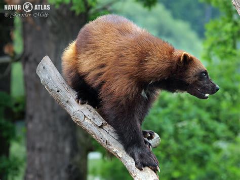 rosomák sibiřský | NaturAtlas.cz