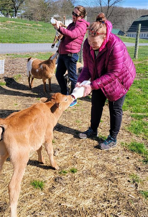 Cow Cuddling at Mary's Land Farm: Cute Farm Animals Carry Away Our Stress - MidAtlantic Daytrips