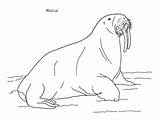 Walrus Coloring Page By Mama Draw It  TPT sketch template