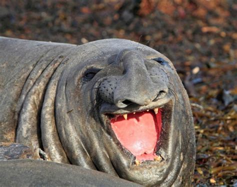 30 Amusing Photos Of Seals Who Can’t Contain Their Laughter | Bored Panda