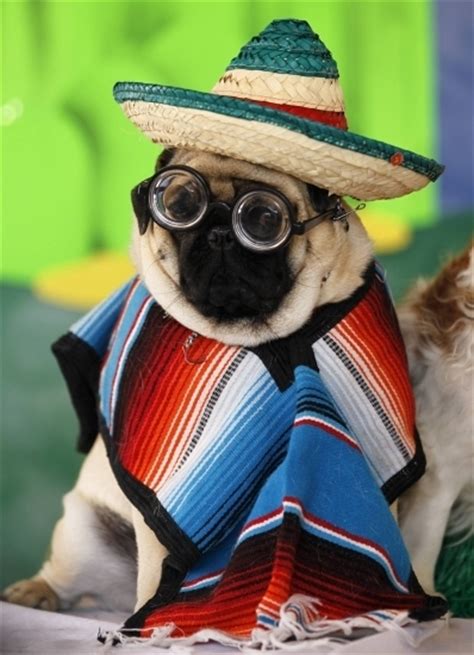 10 Photos Of Unimpressed Pugs In Costumes