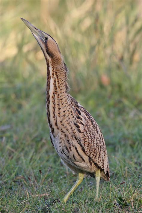 Eurasian bittern (Botaurus stellaris)