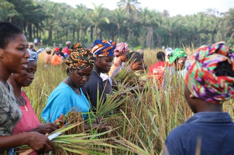 In Sierra Leone’s swamps, female farmers make profits and peace | Agriculture News | Al Jazeera