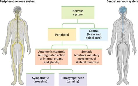 Autonomic nervous system vs- somatic nervous system - dopmajor