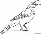 Flying Crow Coloring Pages sketch template