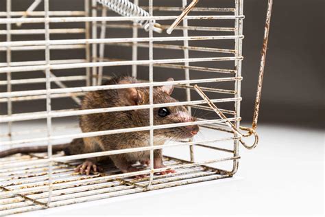 Rat Exterminator Services: Protecting Your Home - Attic Pros