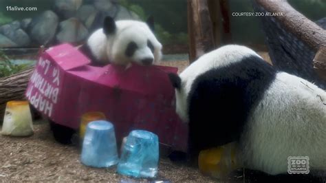 Giant panda twins turn 4 at Zoo Atlanta | 11alive.com