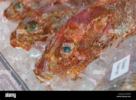 Rockfish group hi-res stock photography and images - Alamy