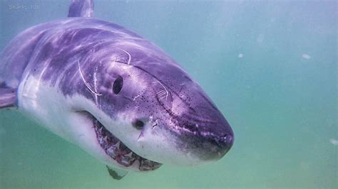 Atlantic White Shark Conservancy talks education ahead of peak swim season