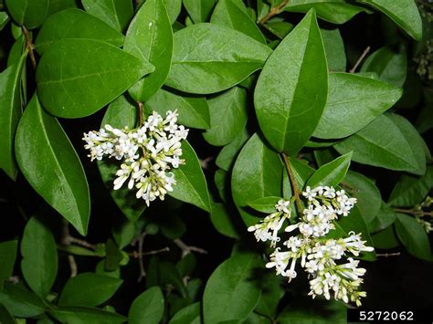 California privet (Ligustrum ovalifolium)