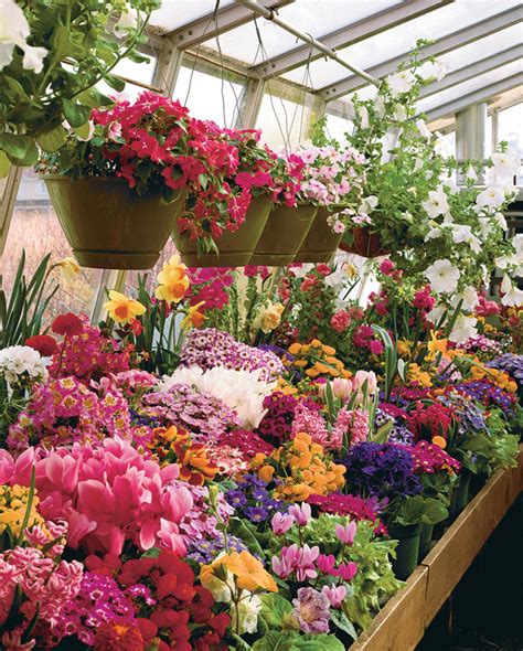 A Greenhouse Winter Garden - Fine Gardening