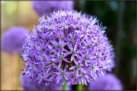 Through Carol's Lens: In the Allium Family