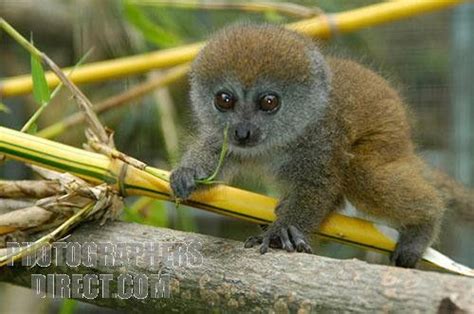 bamboo lemur baby (With images) | Pets cats, Cute animals, Zoo babies