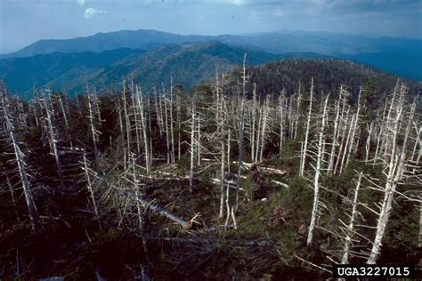 balsam woolly adelgid (Adelges piceae)