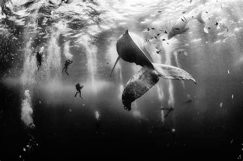 nature, whale, sea, photographer, National Geographic, underwater ...