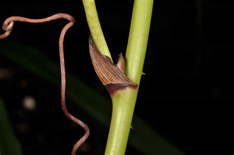 Smilax plant 1 (Smilacaceae) image 42912 at PhytoImages.siu.edu