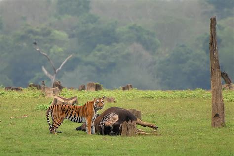 Roaring Rivals: Bengal Tiger's Battle Against Other Animals