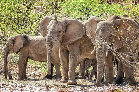 Desert Elephants of Damaraland, Namibia Photograph by Belinda Greb ...