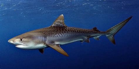 Tiger shark – one of the most dangerous sharks | DinoAnimals.com