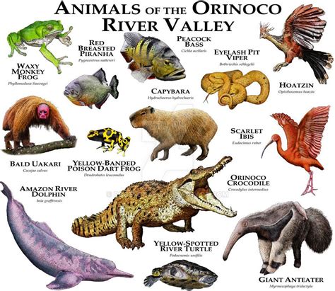 Animals of the Orinoco River Valley by rogerdhall.deviantart.com on ...