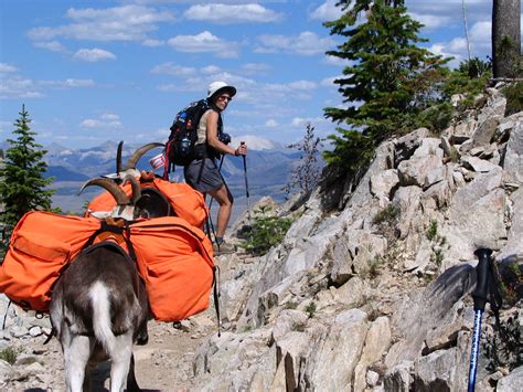 Home - Northwest Pack Goats & Supplies | Goats, North west, Camping experience