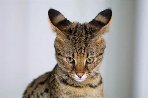 savannah cat, hybrid, serval, domestic, feline, adorable, new breed, small dog size, exotic ...