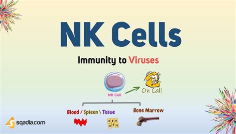 Immunity to Viruses - NK Cells