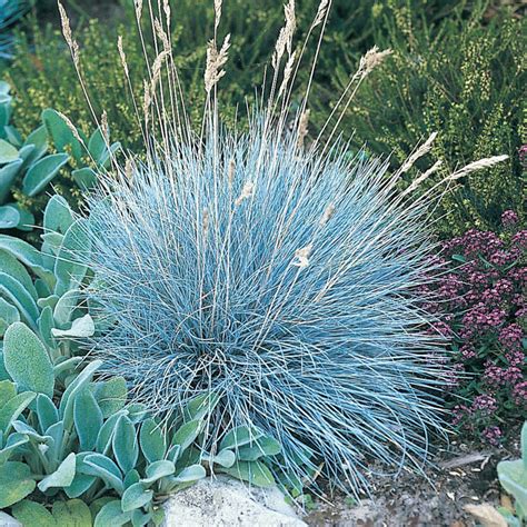 Blue Fescue - Plants for Spaces