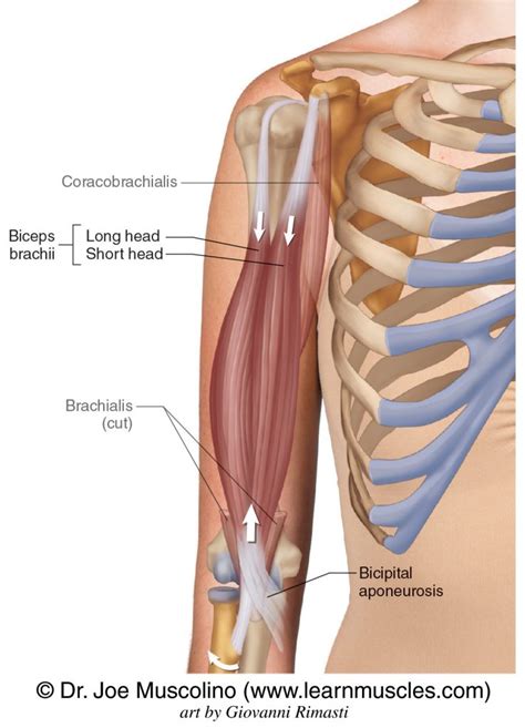 Biceps Brachii - Learn Muscles