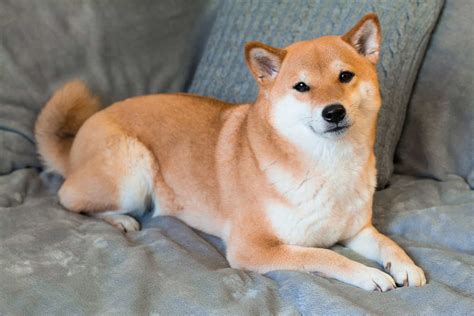 Doge'nin En Büyük Rakibi Shiba Inu (SHIB) Nedir? Nasıl Alınır? - BTCHaber