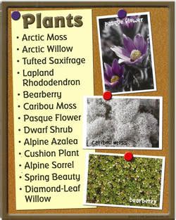 Tundra Plant Life Information