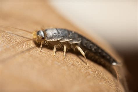 Can You Be Allergic To Silverfish, And What Can You Do About Pest ...