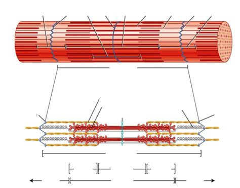 Myofibril and Sarcomere Diagram | Quizlet