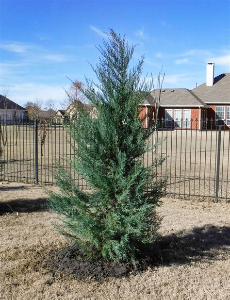 Burkii Eastern Red Cedar Tree - Dallas, Texas - Treeland Nursery