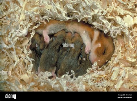 Golden Hamster (Mesocricetus auratus). Mother suckling babies in nest ...