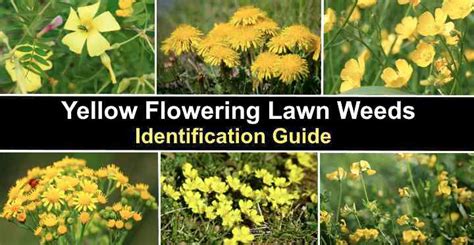 Yellow Flowering Lawn Weeds: Identification and Control (With Pictures)