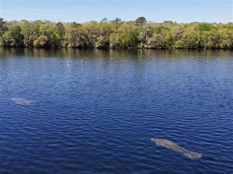 16 Best Places to See and Kayak with Manatees in Florida (+Practical ...