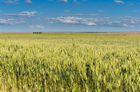 Field of tall wheat grass | Nature Stock Photos ~ Creative Market