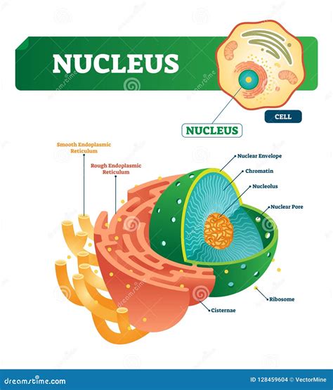 Nucleus Vector Illustration. Labeled Diagram with Isolated Cell ...