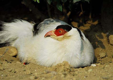 ADW: Galliformes: PICTURES