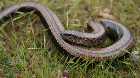 Slow Worm - South West Scotland Environmental Information Centre