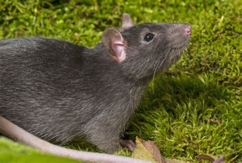 Palm Tree Rats Pose Health Risk for Californians