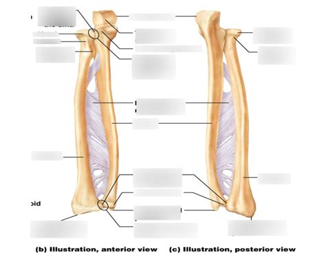 Radius & Ulna Diagram | Quizlet