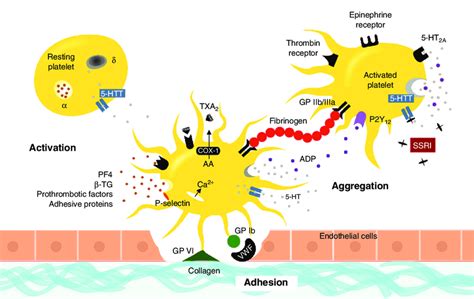 Steps in platelet aggregation and role of serotonin. Collagen exposed... | Download Scientific ...