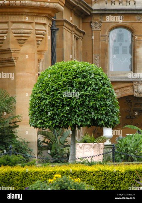 Neatly trimmed umbrella shaped short tree Stock Photo - Alamy