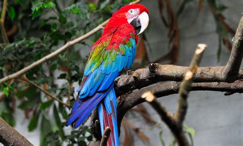 Green-winged Macaw - San Francisco Zoo & Gardens