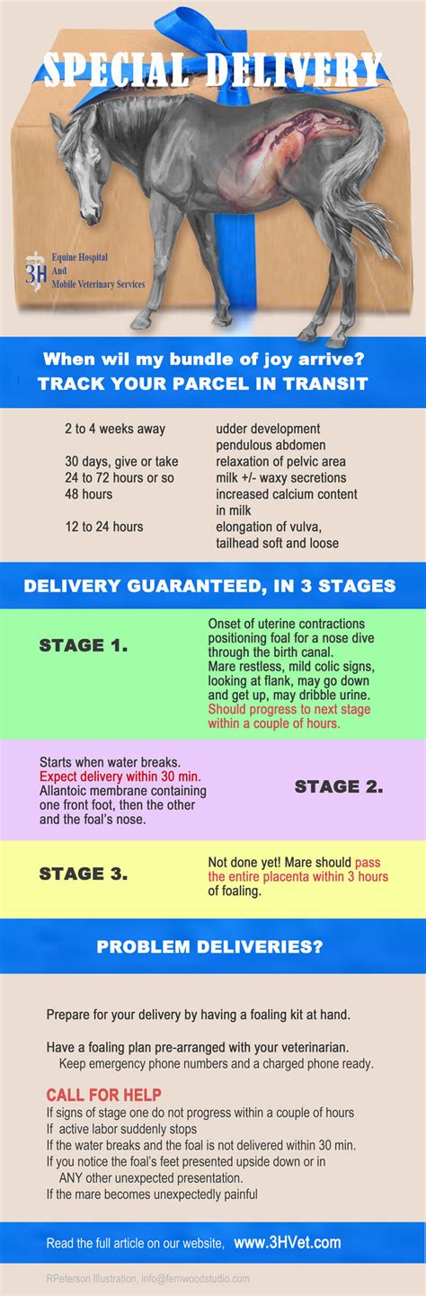 How Are Horses Born: Understanding Mare Parturition & Foal Care