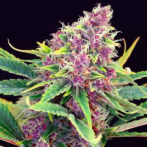 Purple Kush - Cannabis Seeds from Kannabia