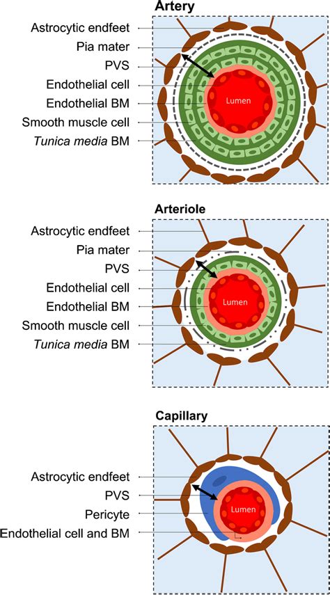 Schematic representation of perivascular spaces (PVS) according to... | Download Scientific Diagram