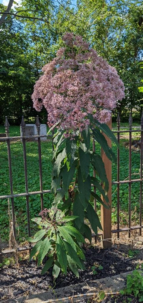 PlantFiles Pictures: Eutrochium Species, Hollow Joe-Pye Weed, Queen-of-the-Meadow, Trumpet Weed ...